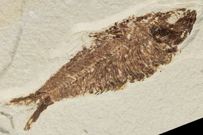 Detailed Fossil Fish (Knightia) - Wyoming #186443